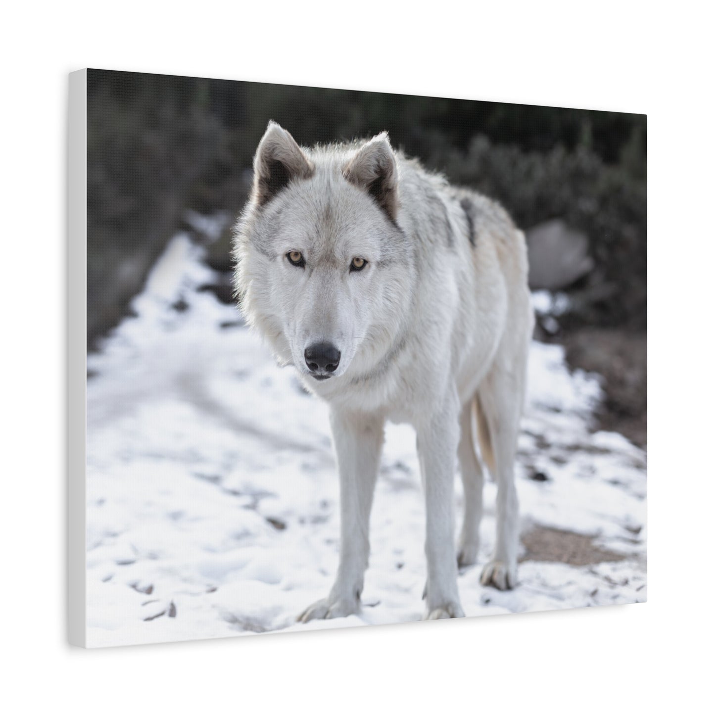 Leo Canvas Print