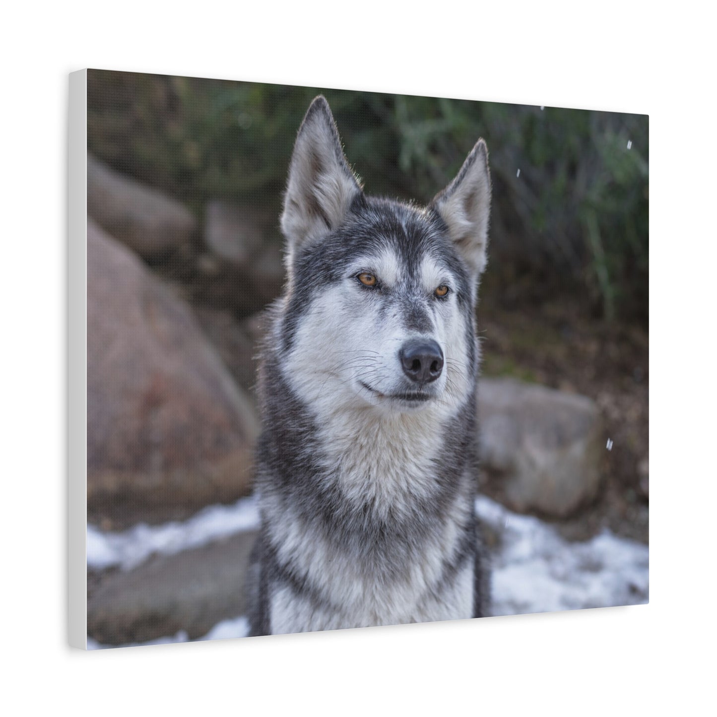 Luna Canvas Print