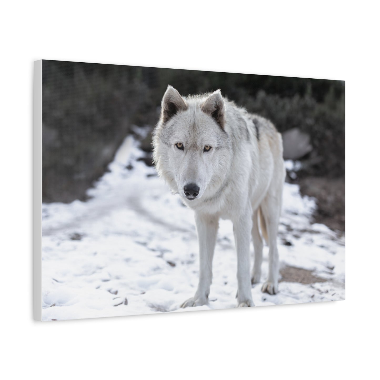 Leo Canvas Print