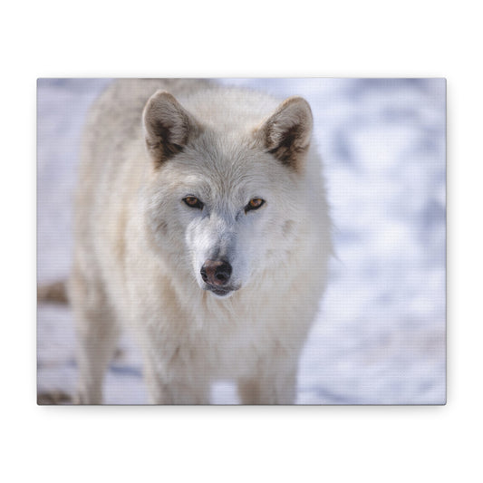 Charlee Canvas Print