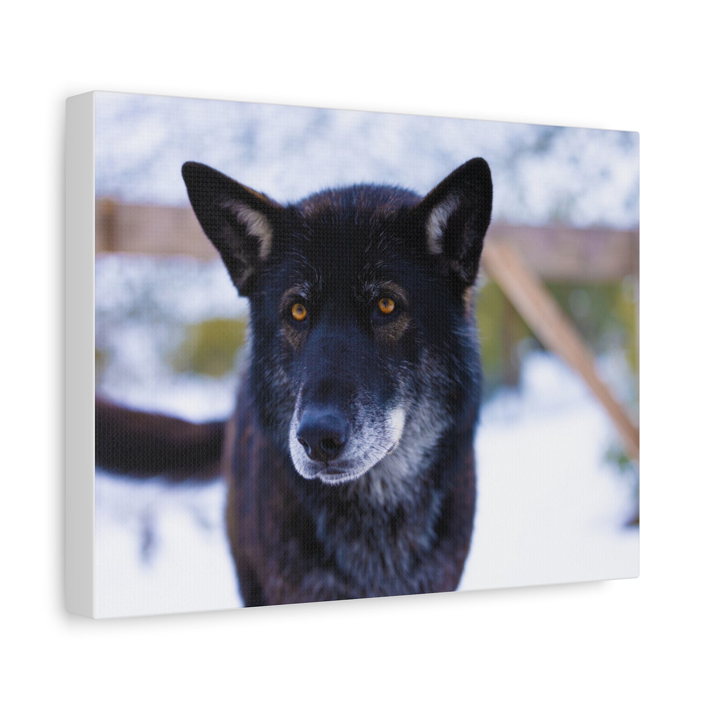 Gemma Canvas Print