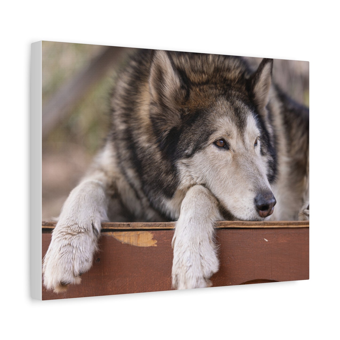 Wolfee Canvas Print