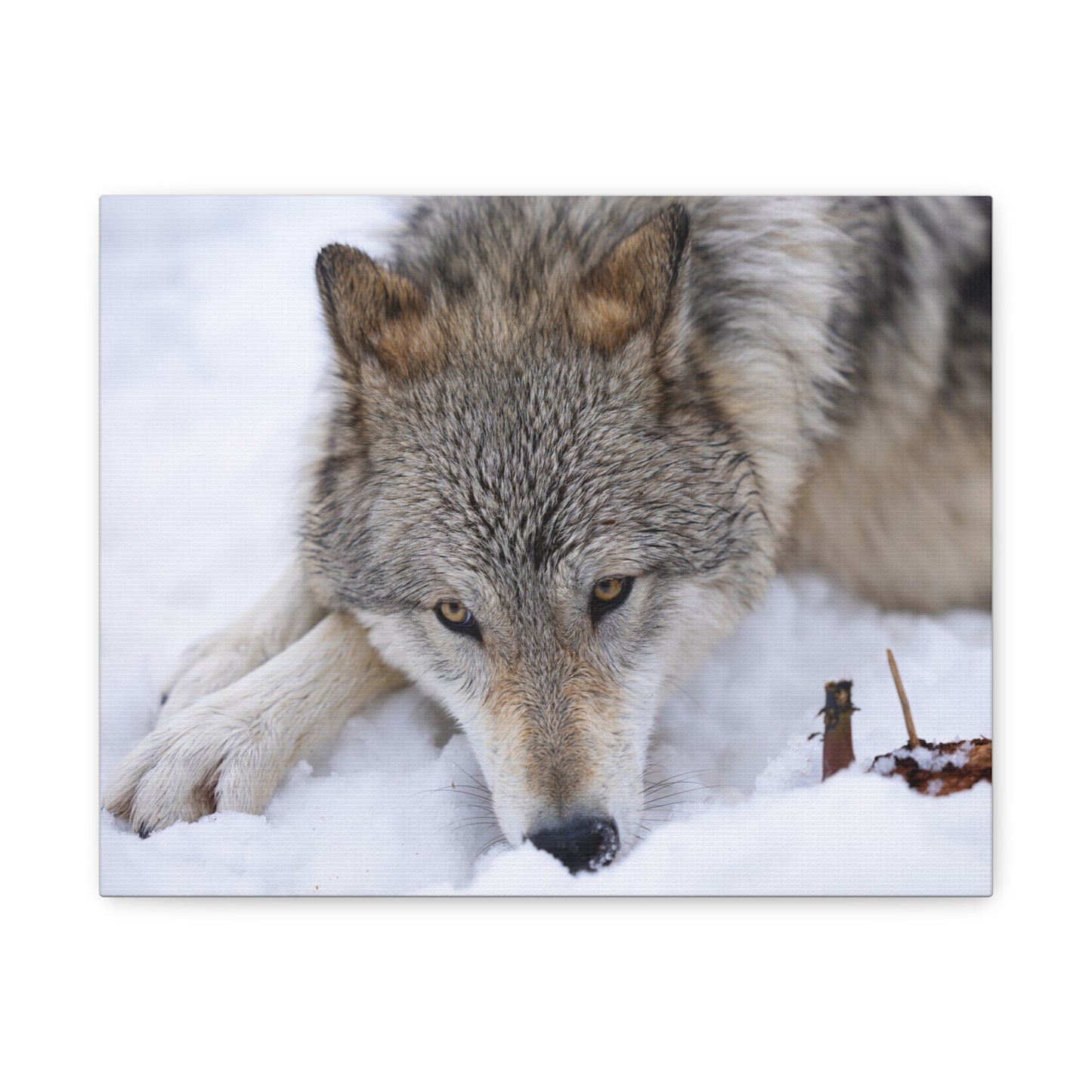 Nukumi Canvas Print