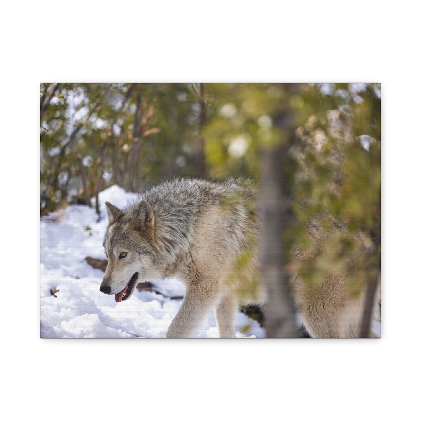 Bodhi Canvas Print