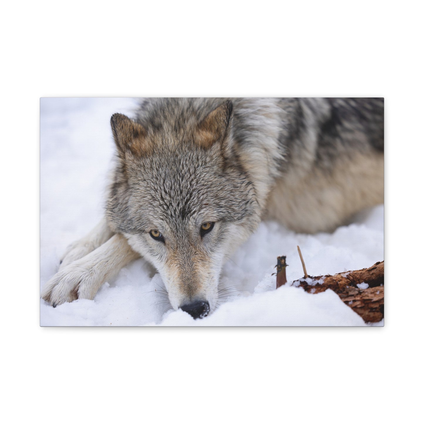 Nukumi Canvas Print