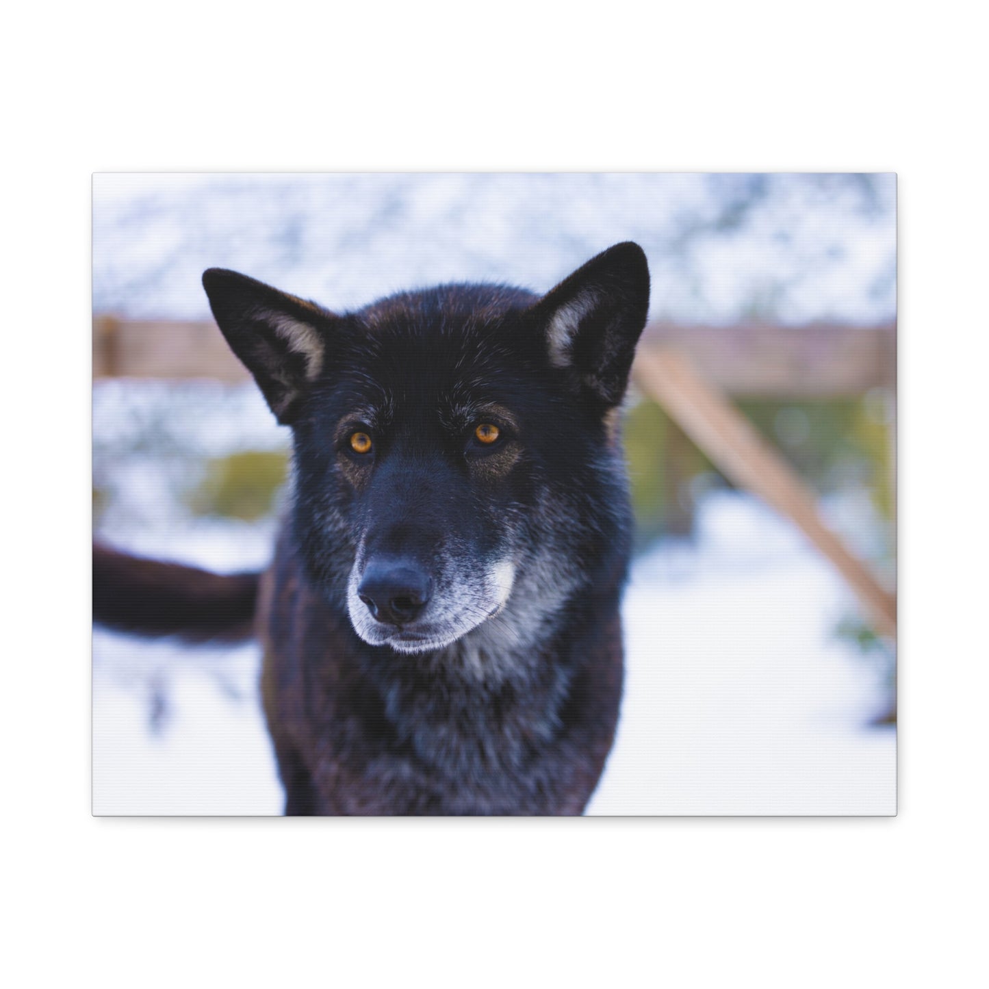 Gemma Canvas Print