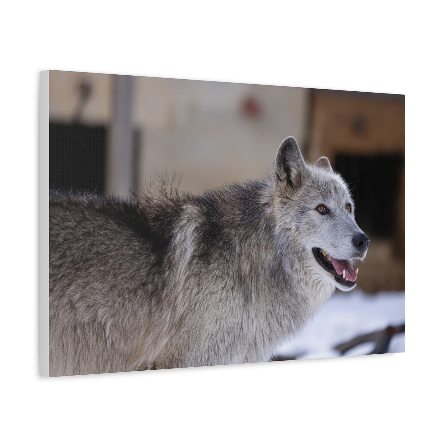 Daisy Canvas print