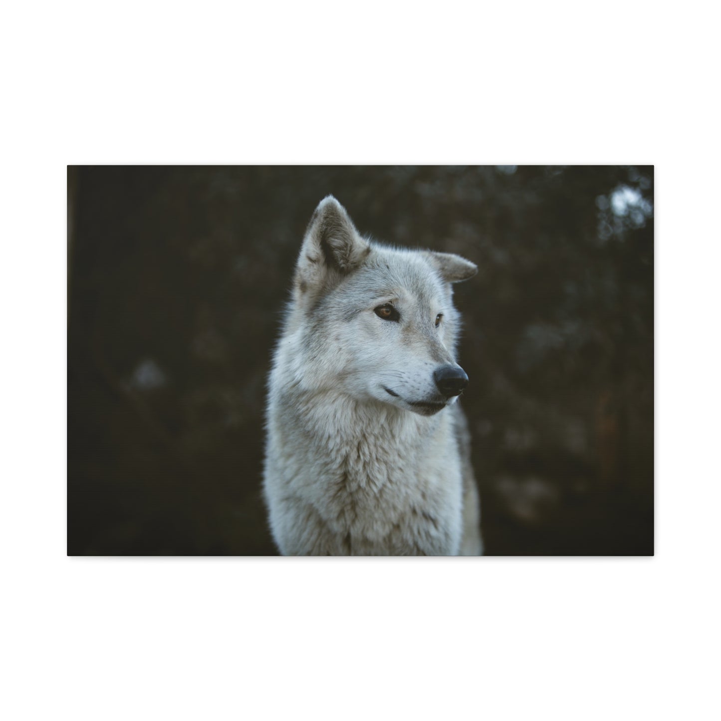 Willow Canvas Print