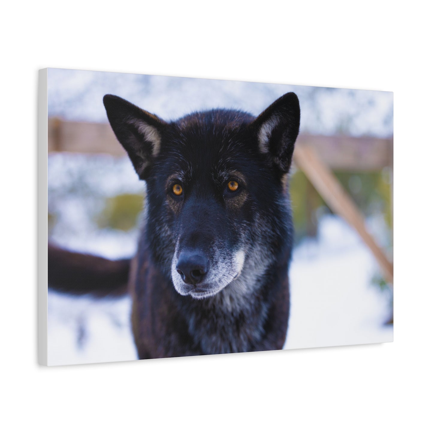 Gemma Canvas Print