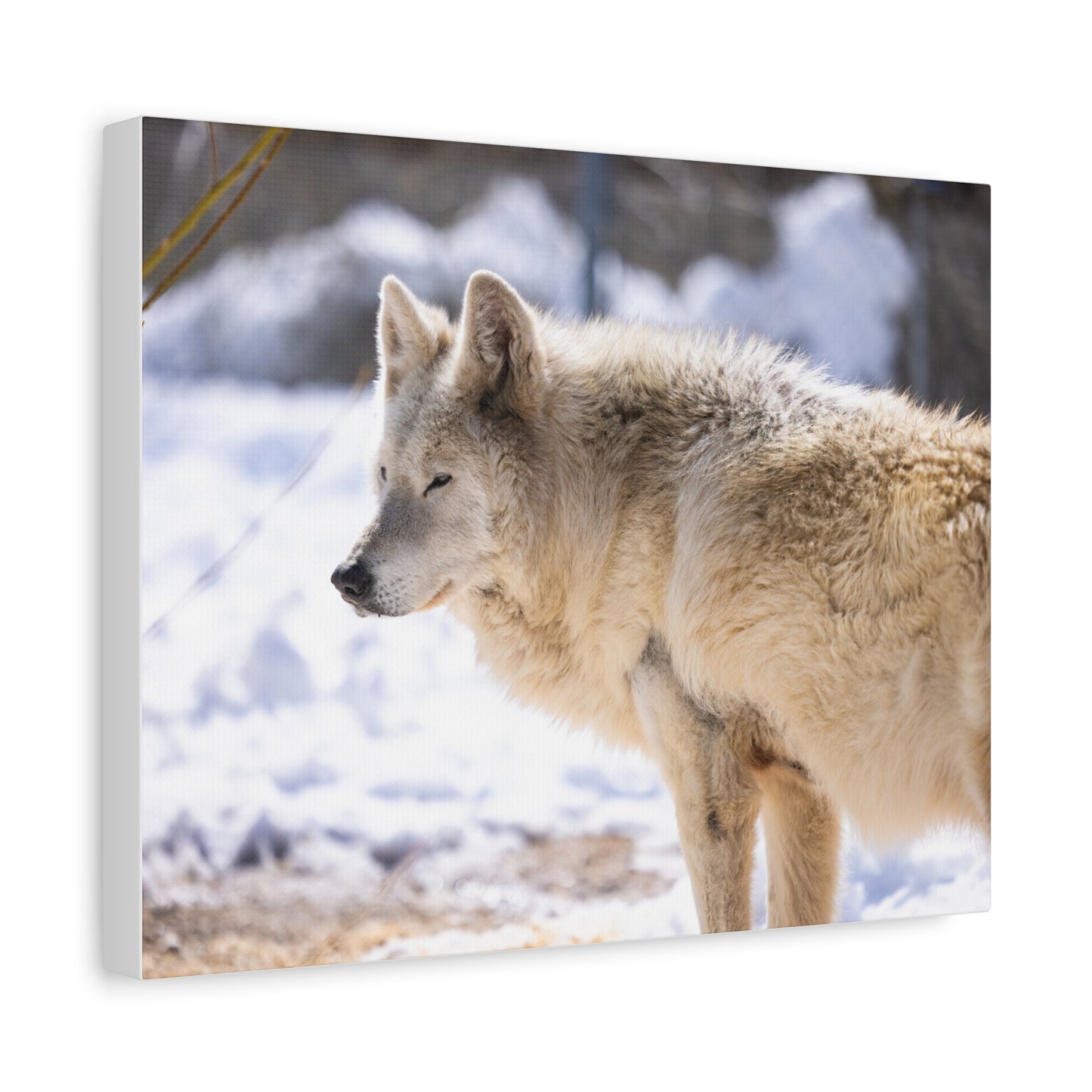 Max Canvas Print