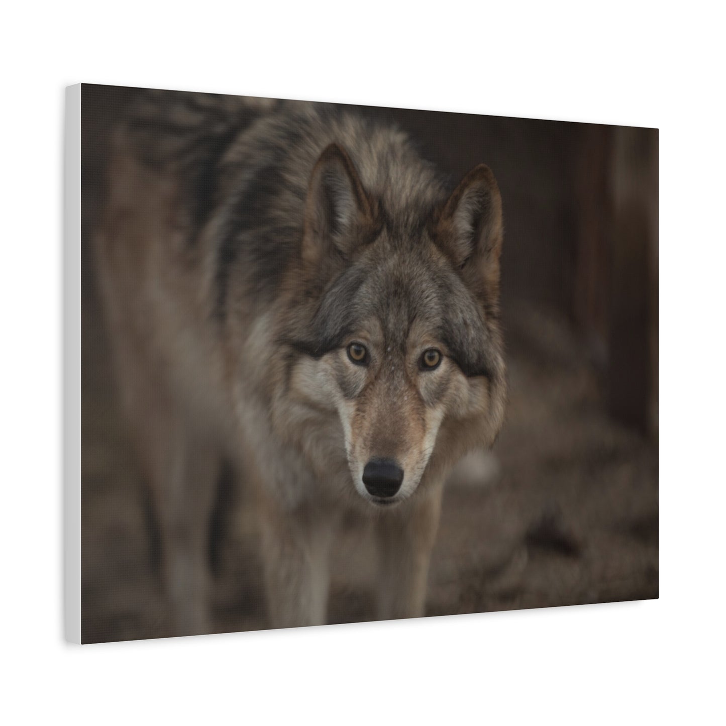 Nali Canvas Print