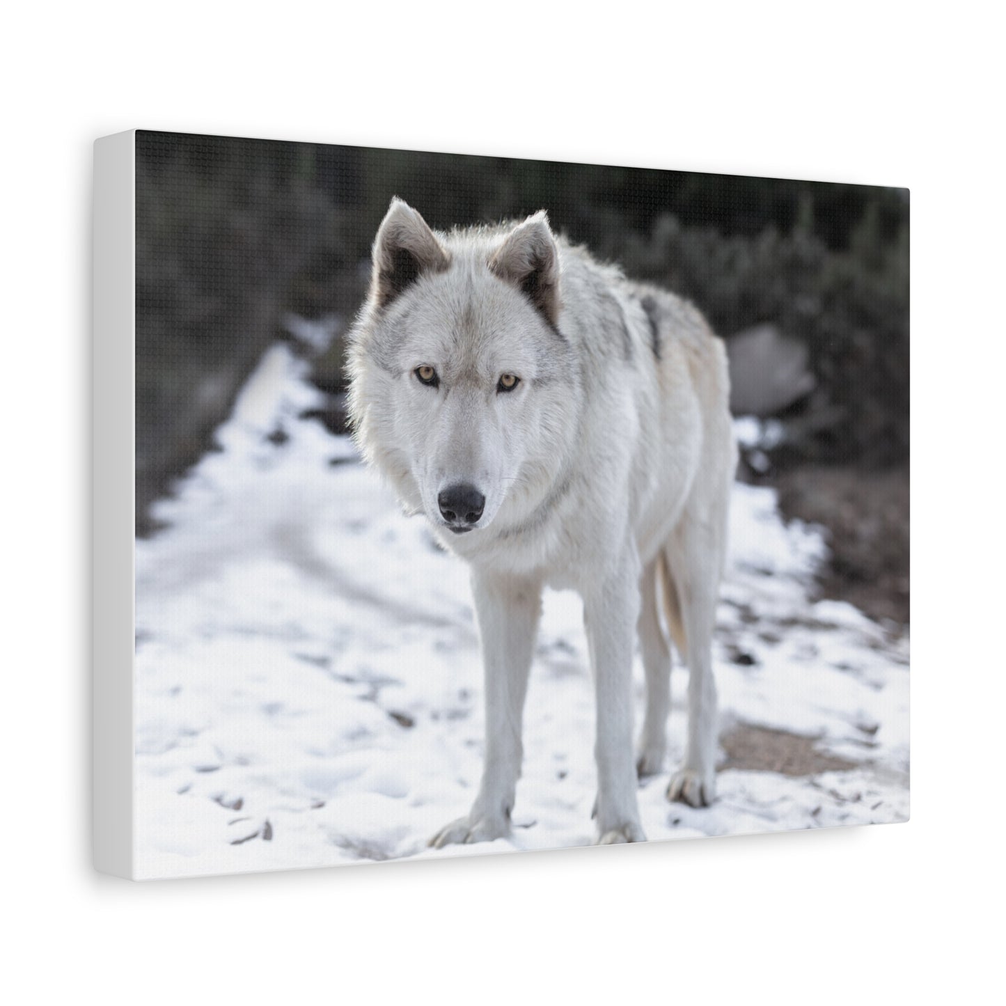 Leo Canvas Print