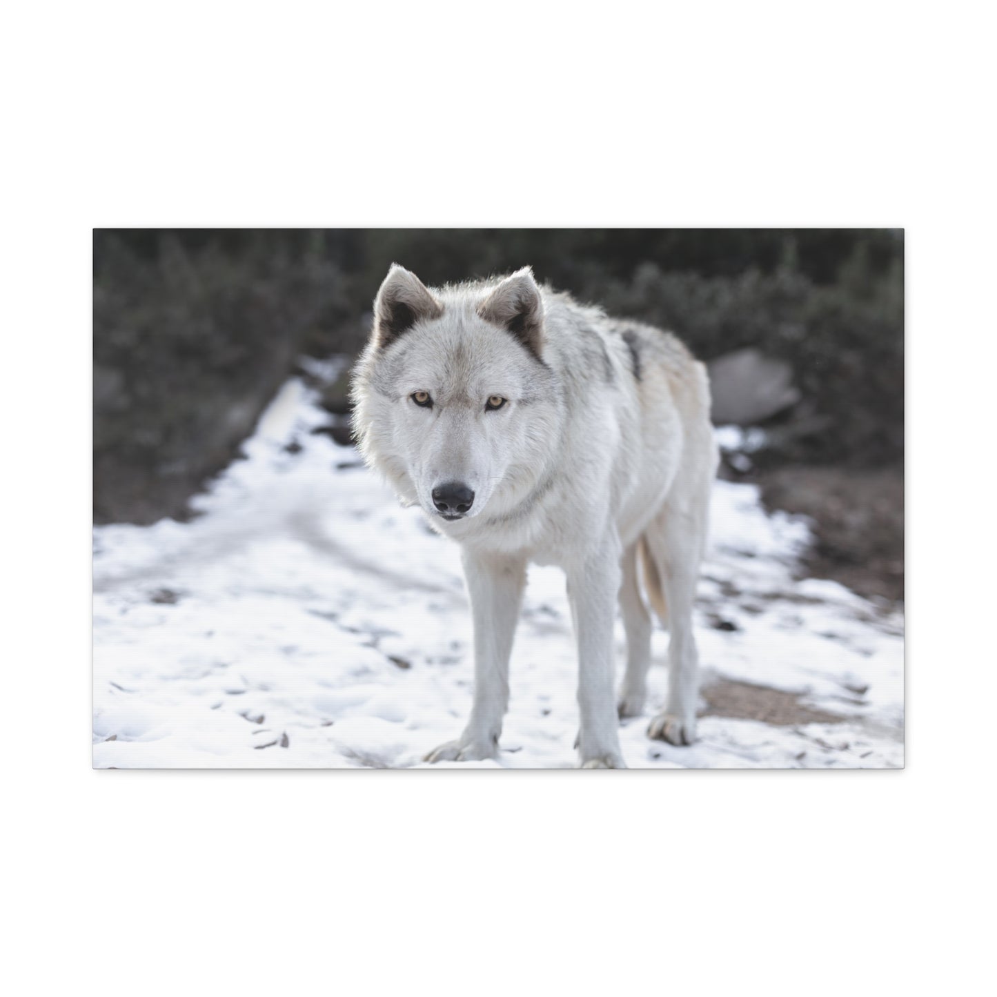Leo Canvas Print