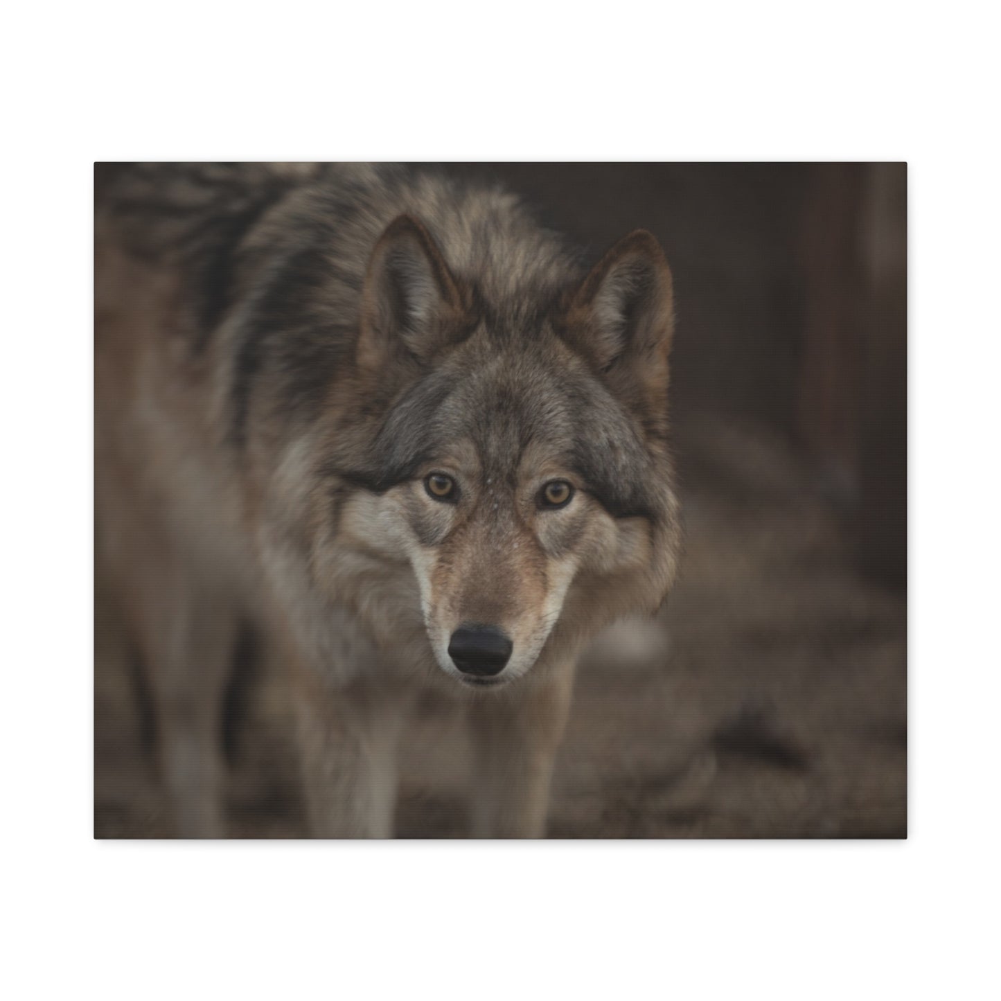 Nali Canvas Print