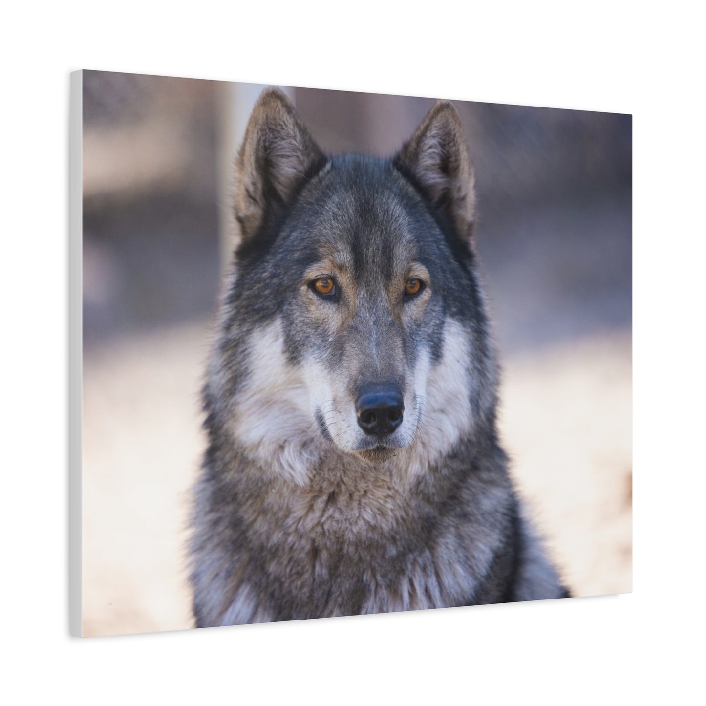 Wylie Canvas Print