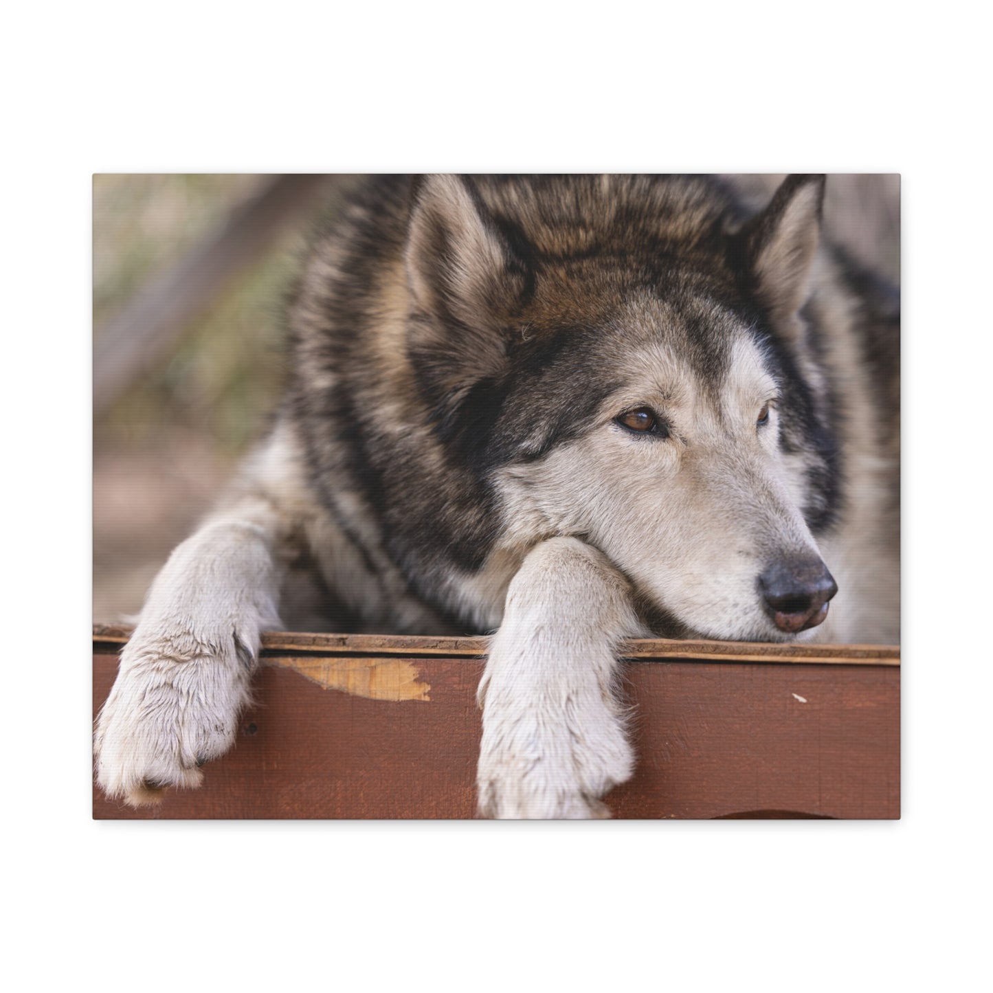 Wolfee Canvas Print