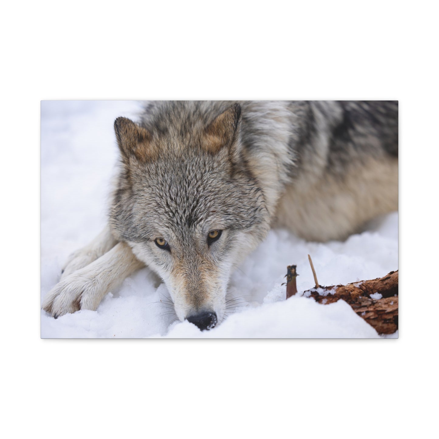 Nukumi Canvas Print