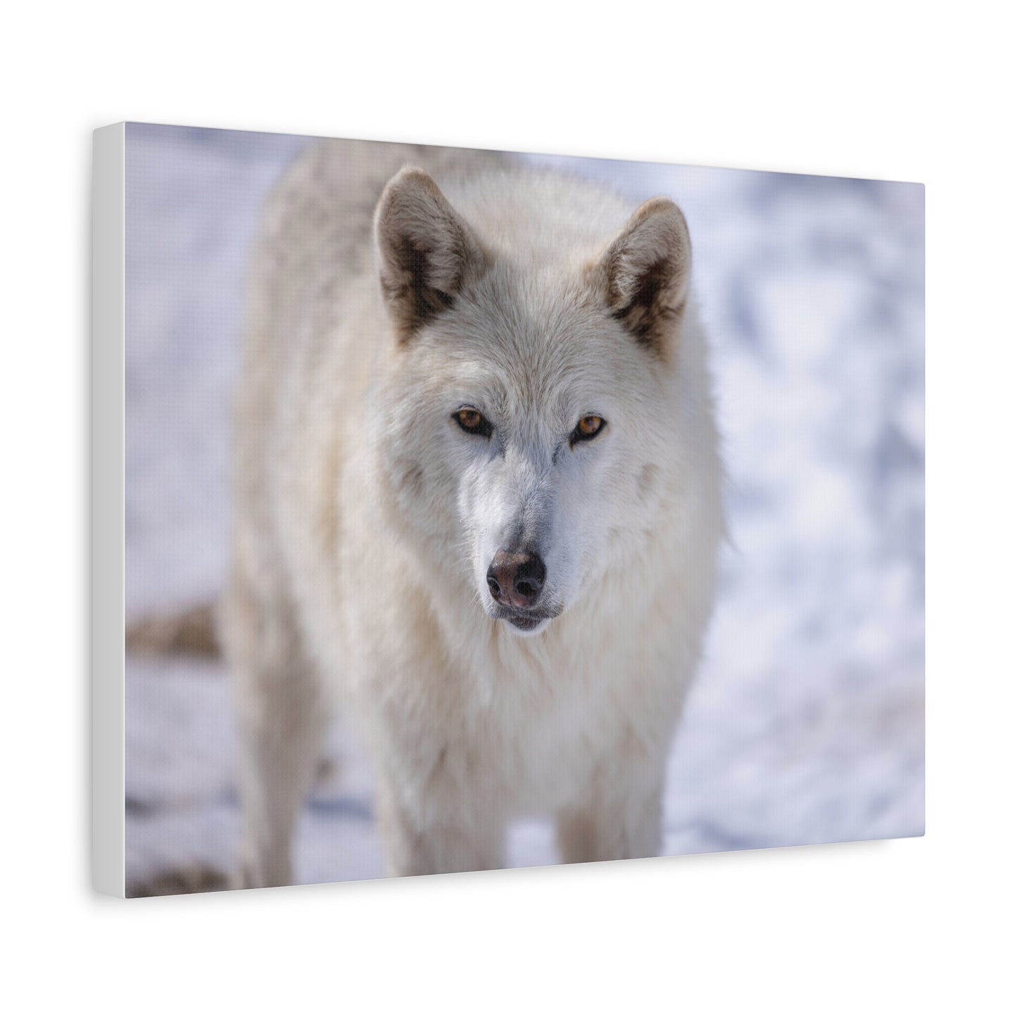 Charlee Canvas Print