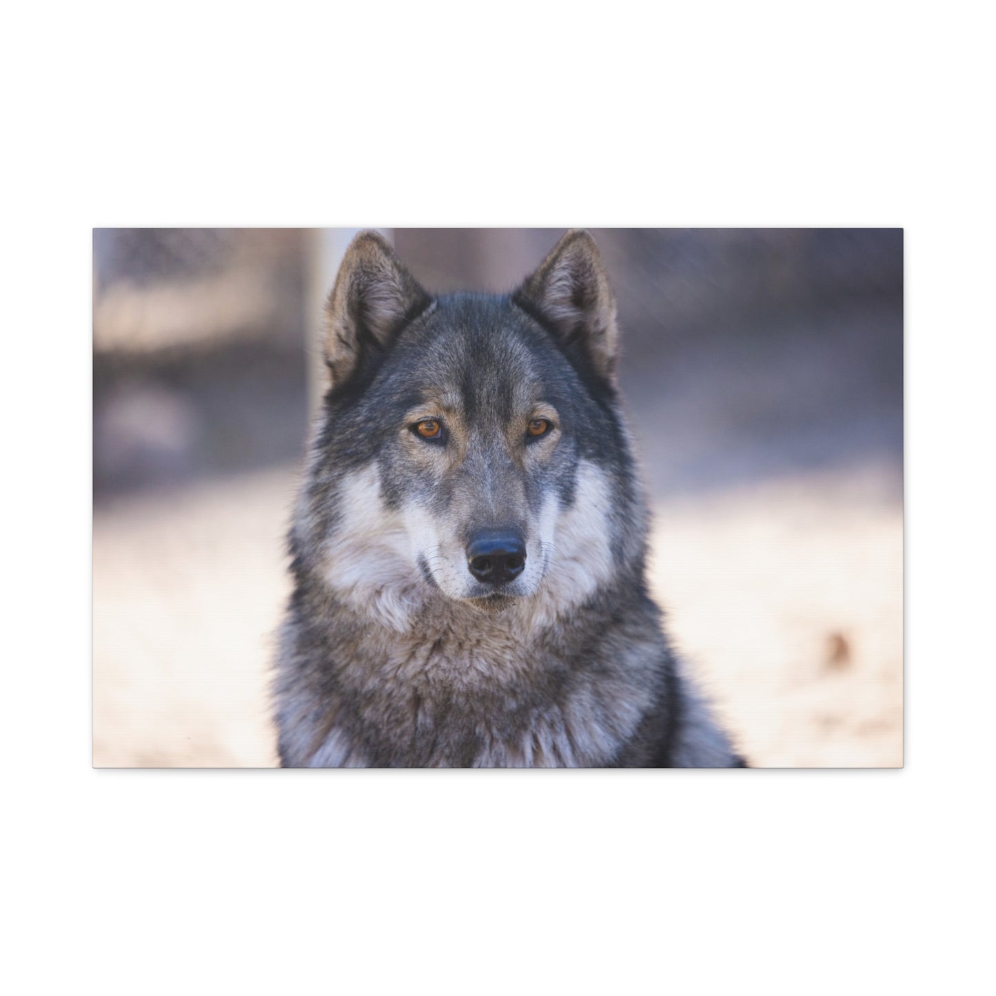 Wylie Canvas Print