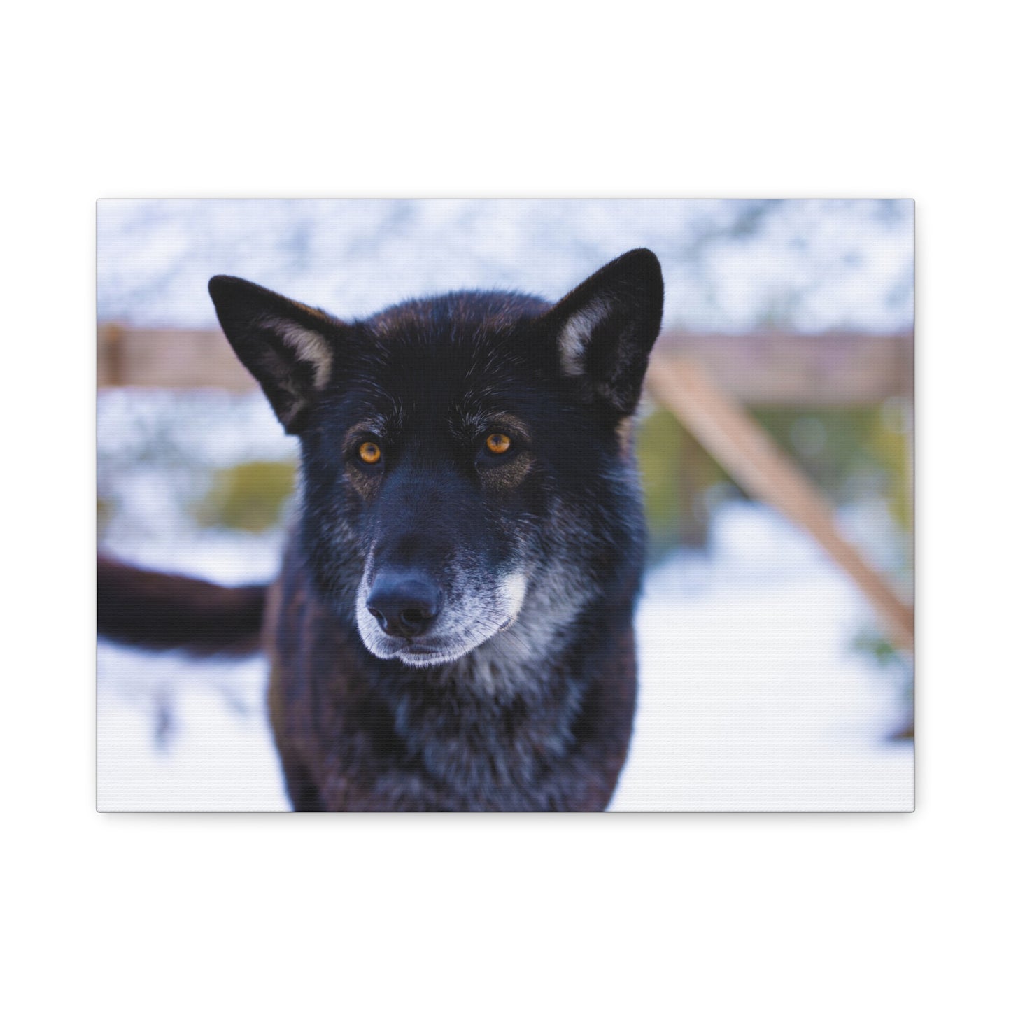 Gemma Canvas Print