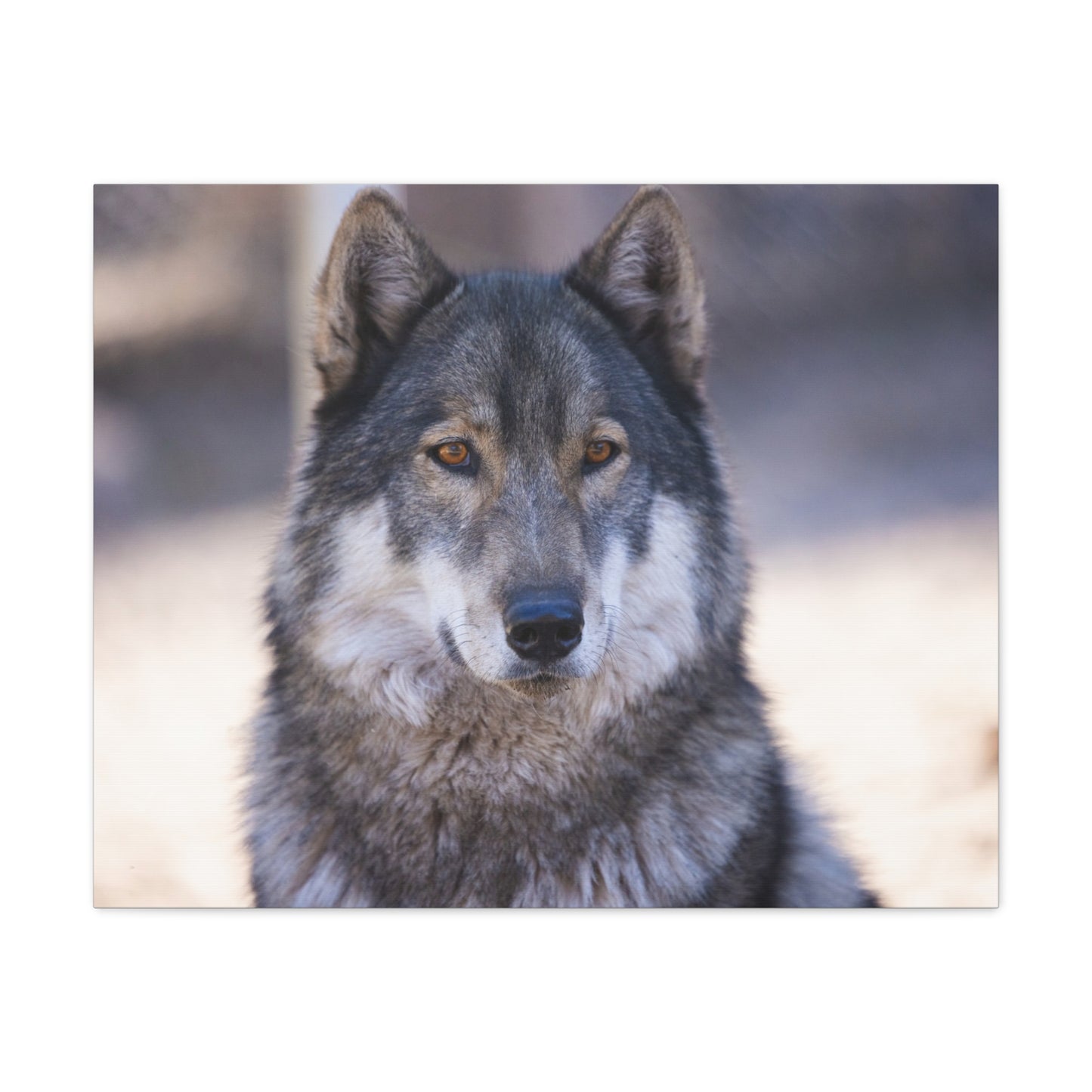 Wylie Canvas Print
