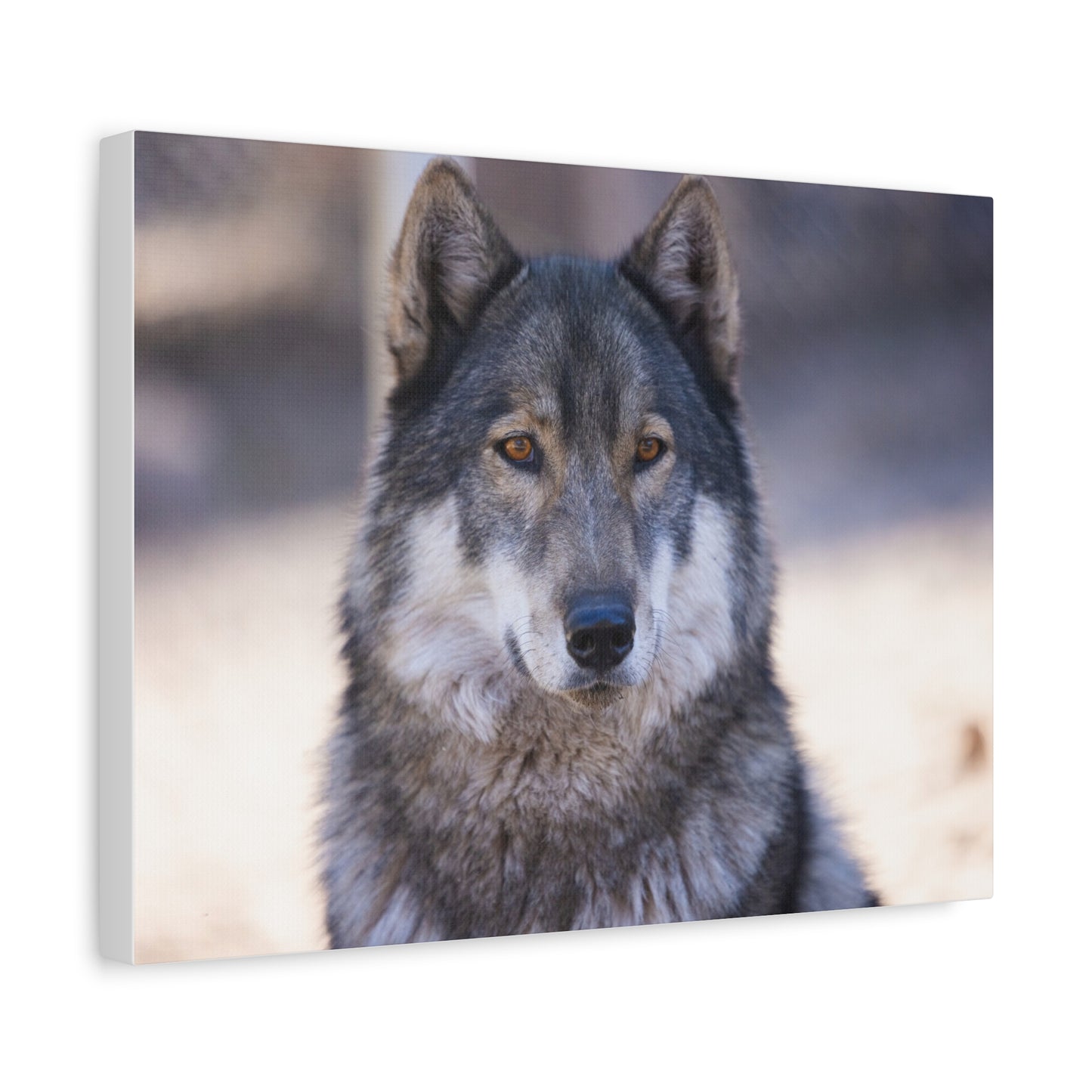 Wylie Canvas Print