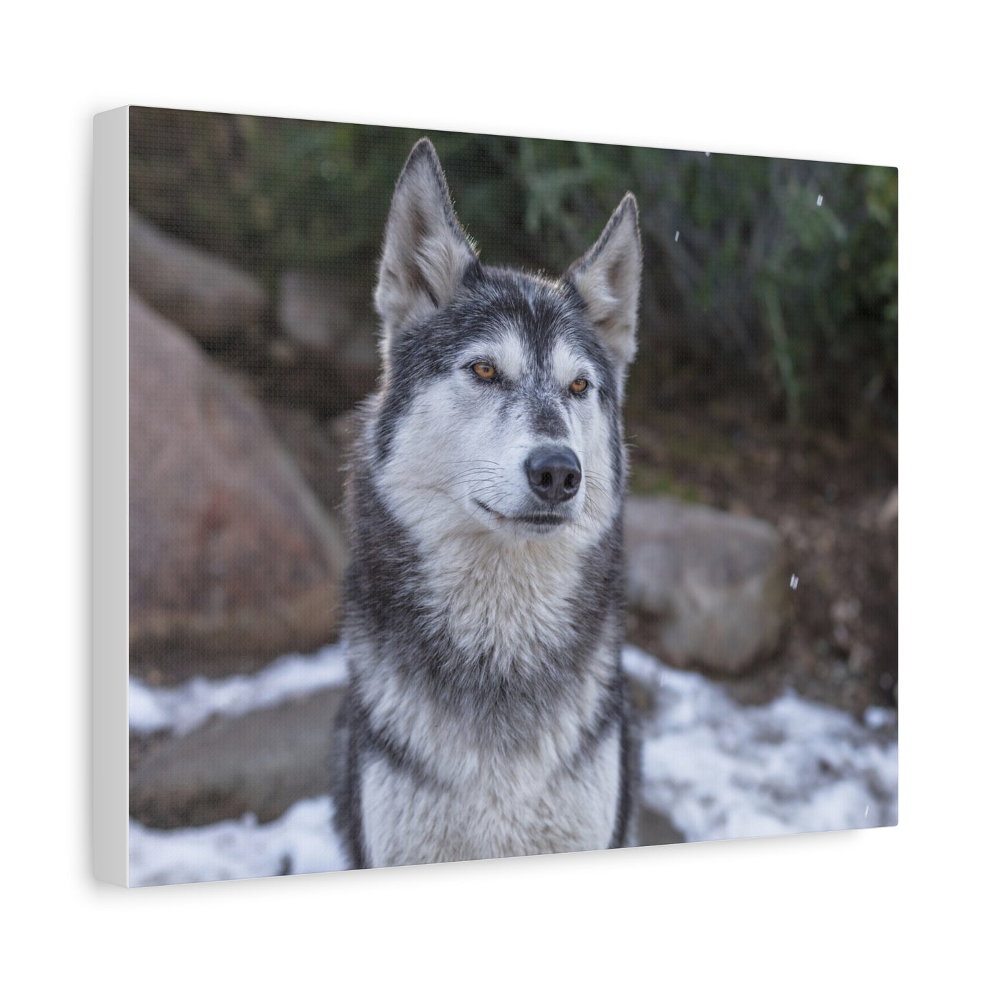 Luna Canvas Print