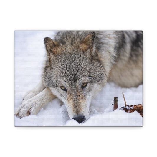 Nukumi Canvas Print