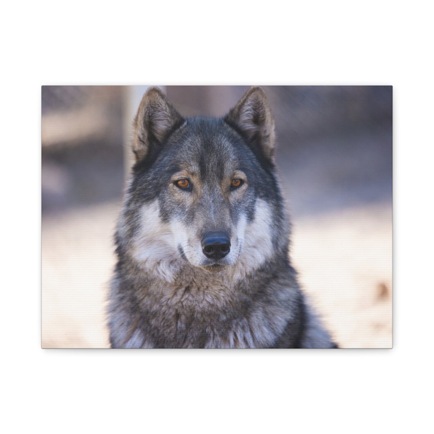 Wylie Canvas Print