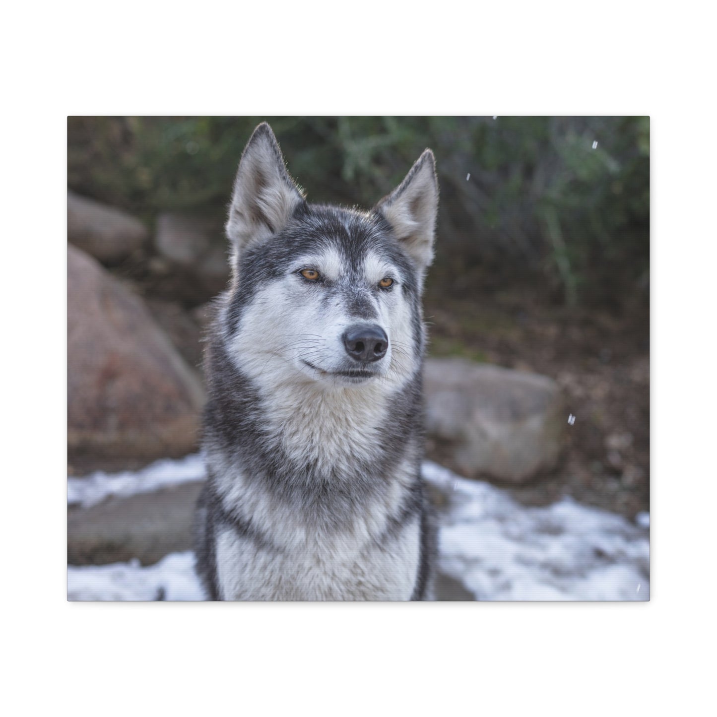 Luna Canvas Print