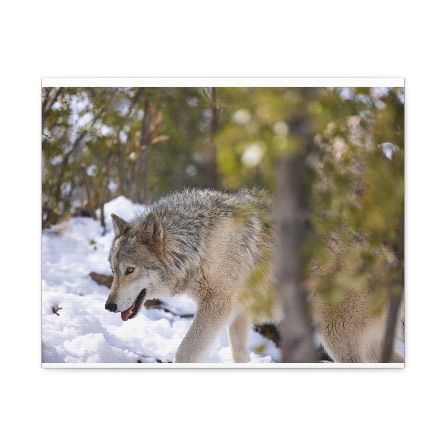Bodhi Canvas Print