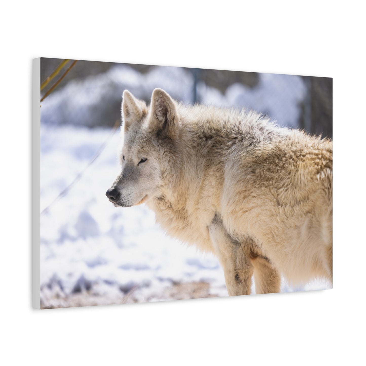 Max Canvas Print