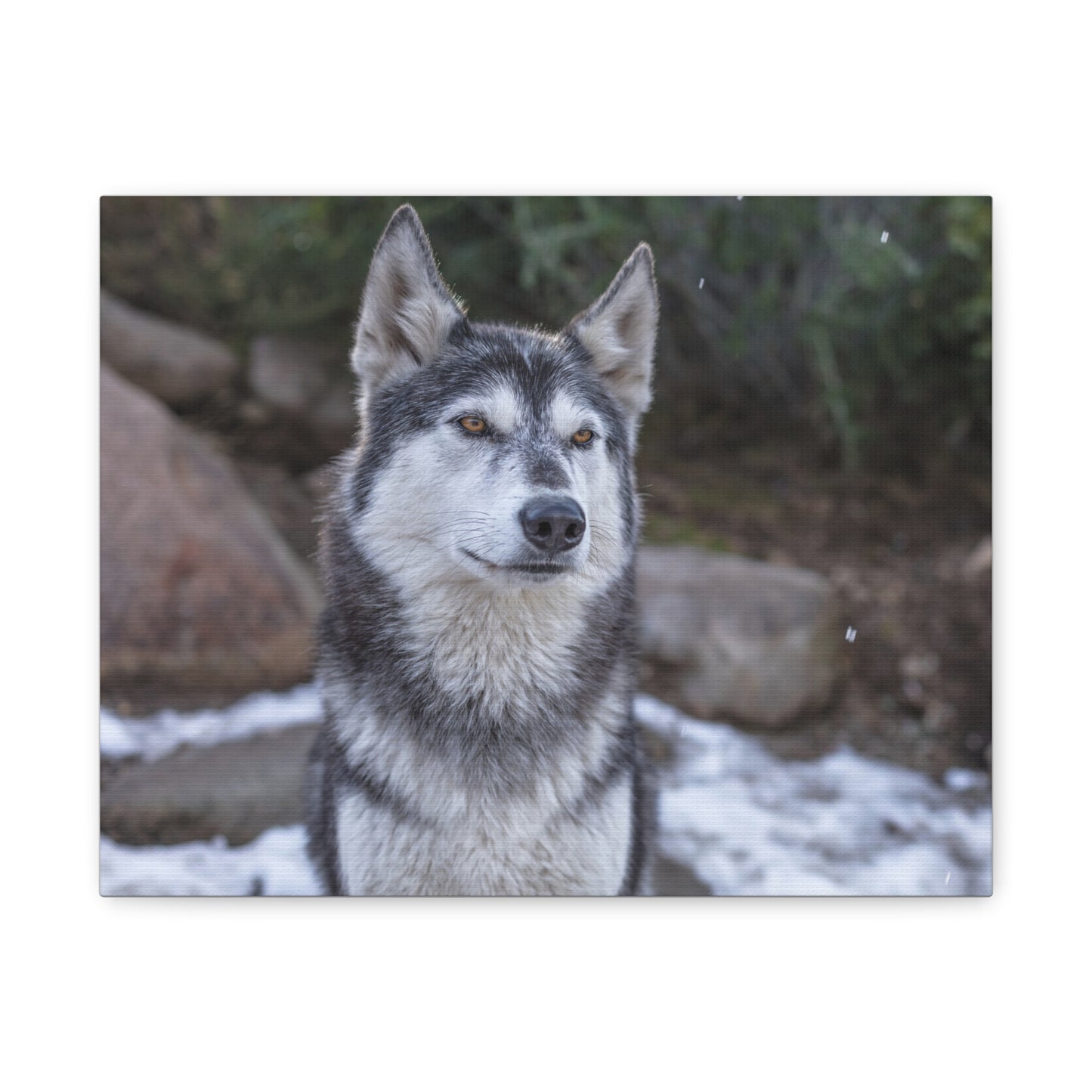 Luna Canvas Print