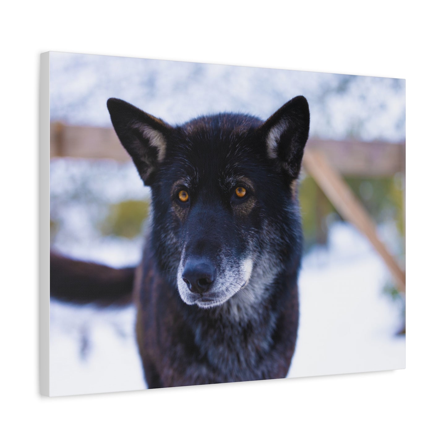 Gemma Canvas Print