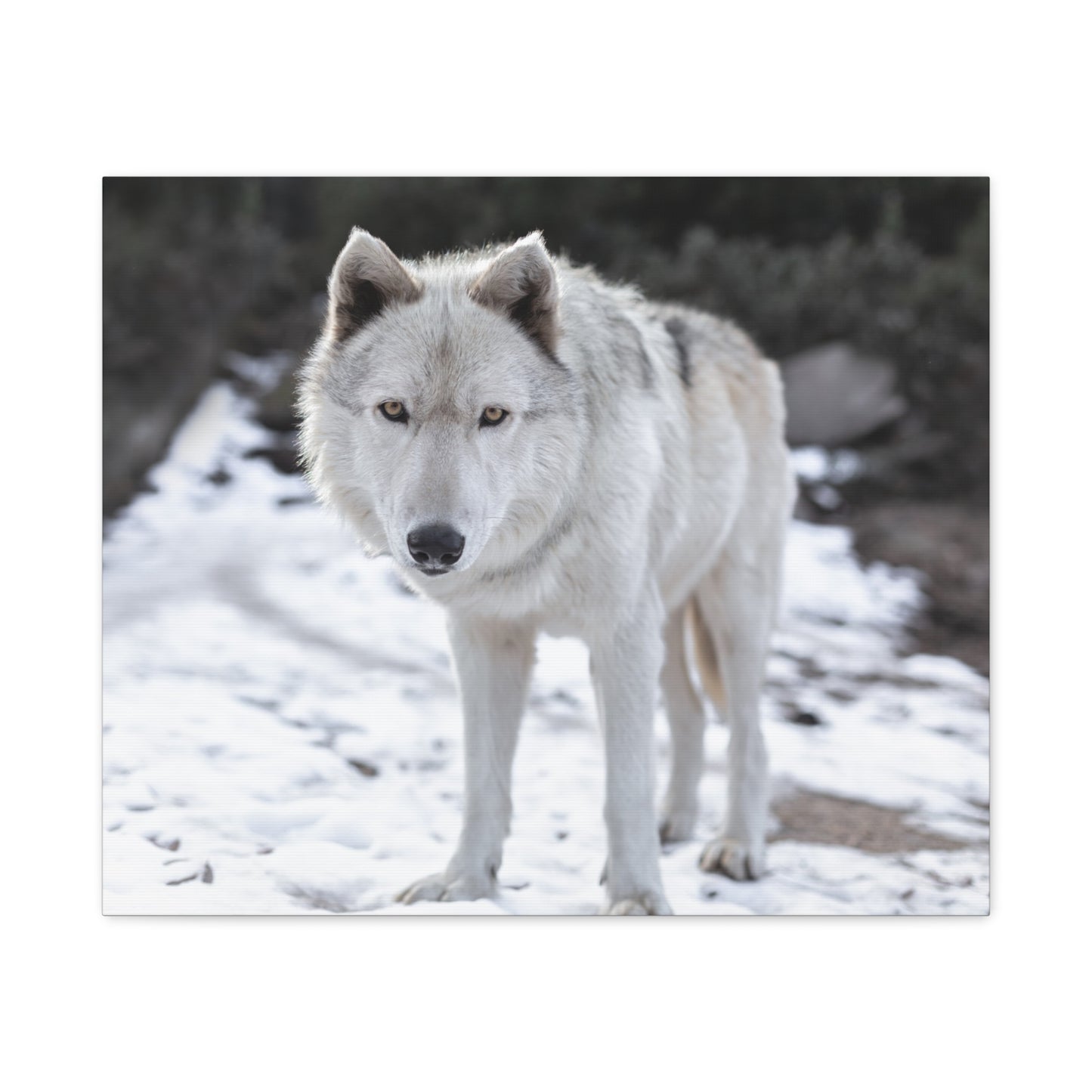 Leo Canvas Print
