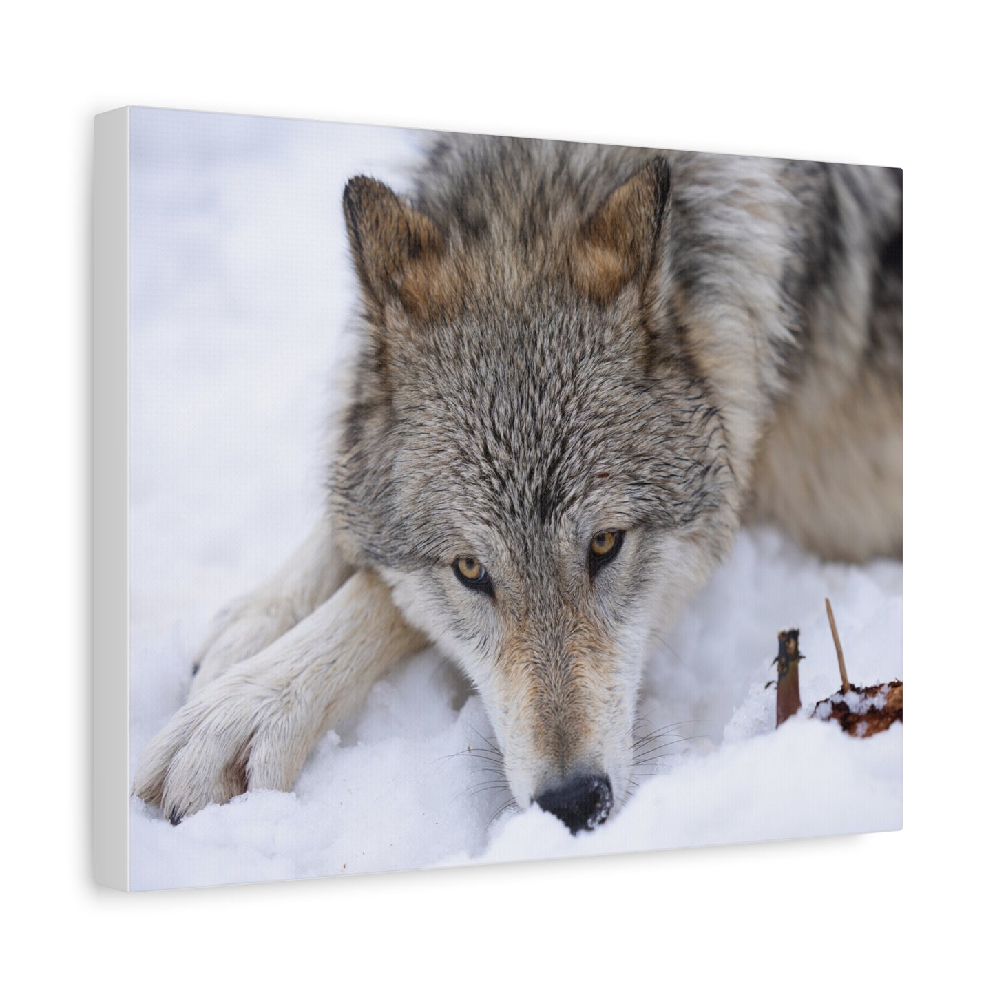 Nukumi Canvas Print