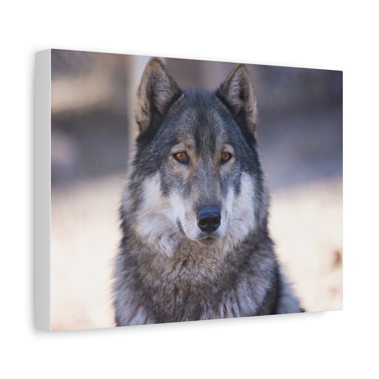 Wylie Canvas Print