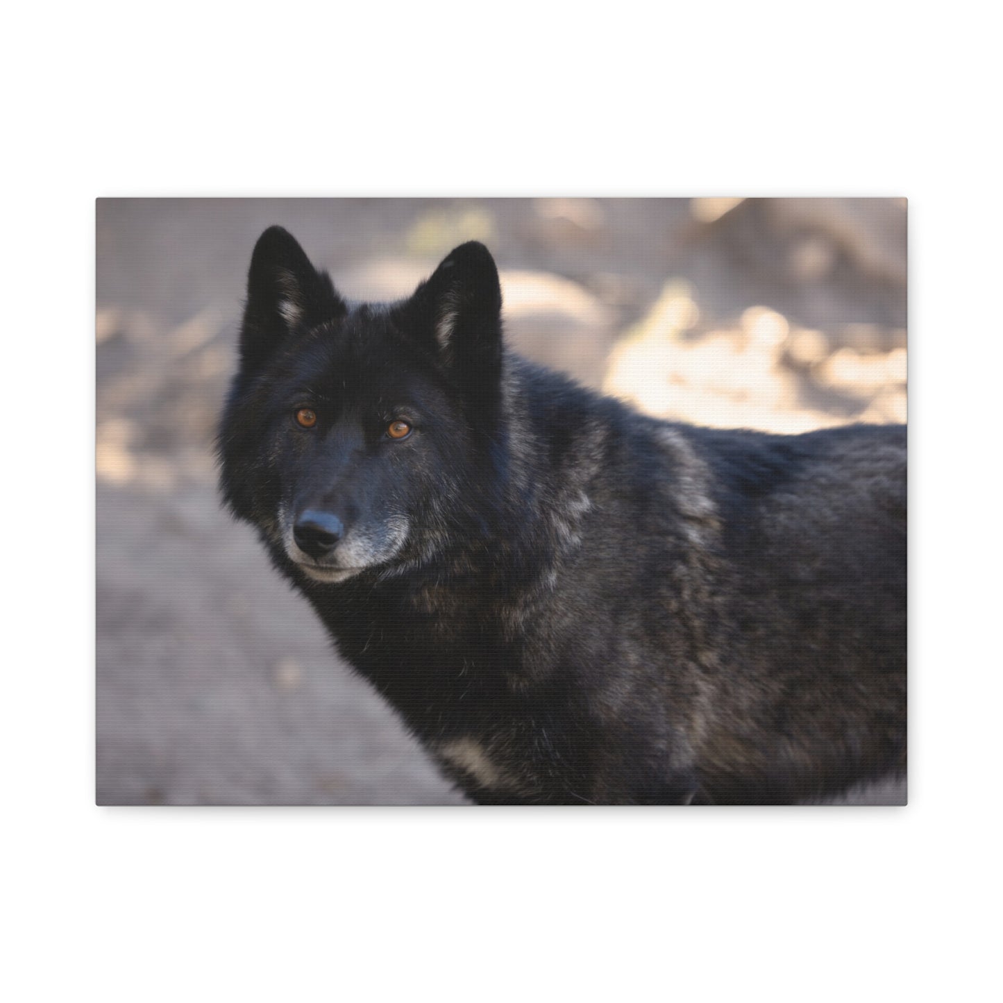 Lakota Canvas Print