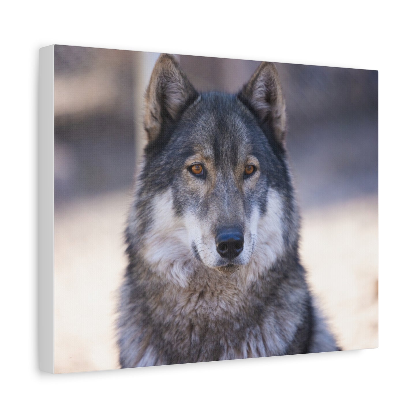 Wylie Canvas Print