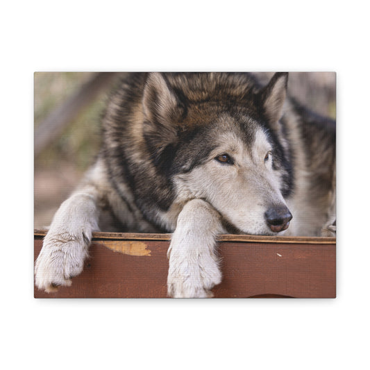 Wolfee Canvas Print