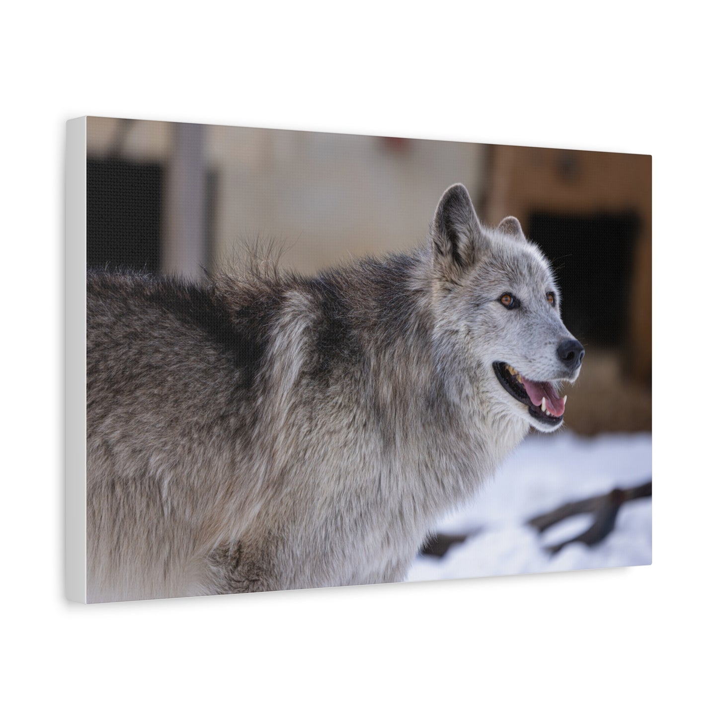 Daisy Canvas print