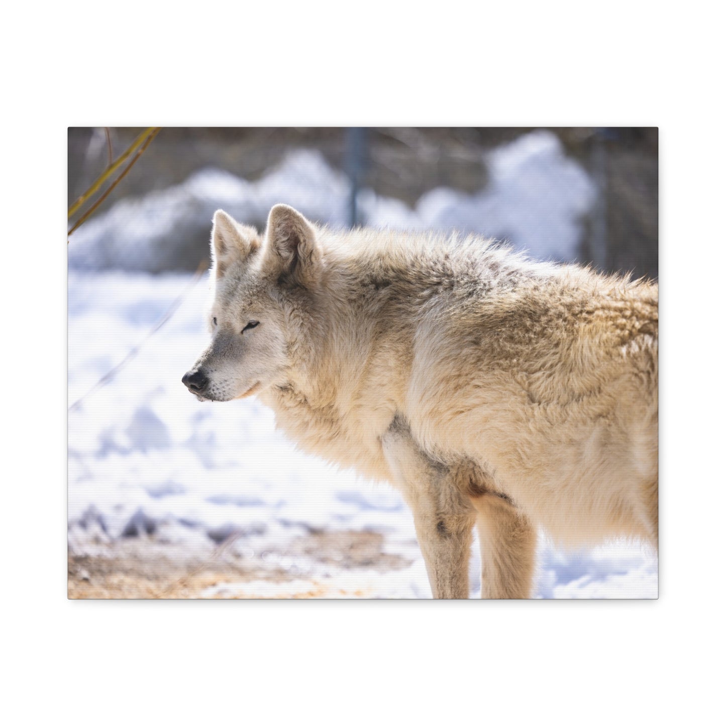 Max Canvas Print
