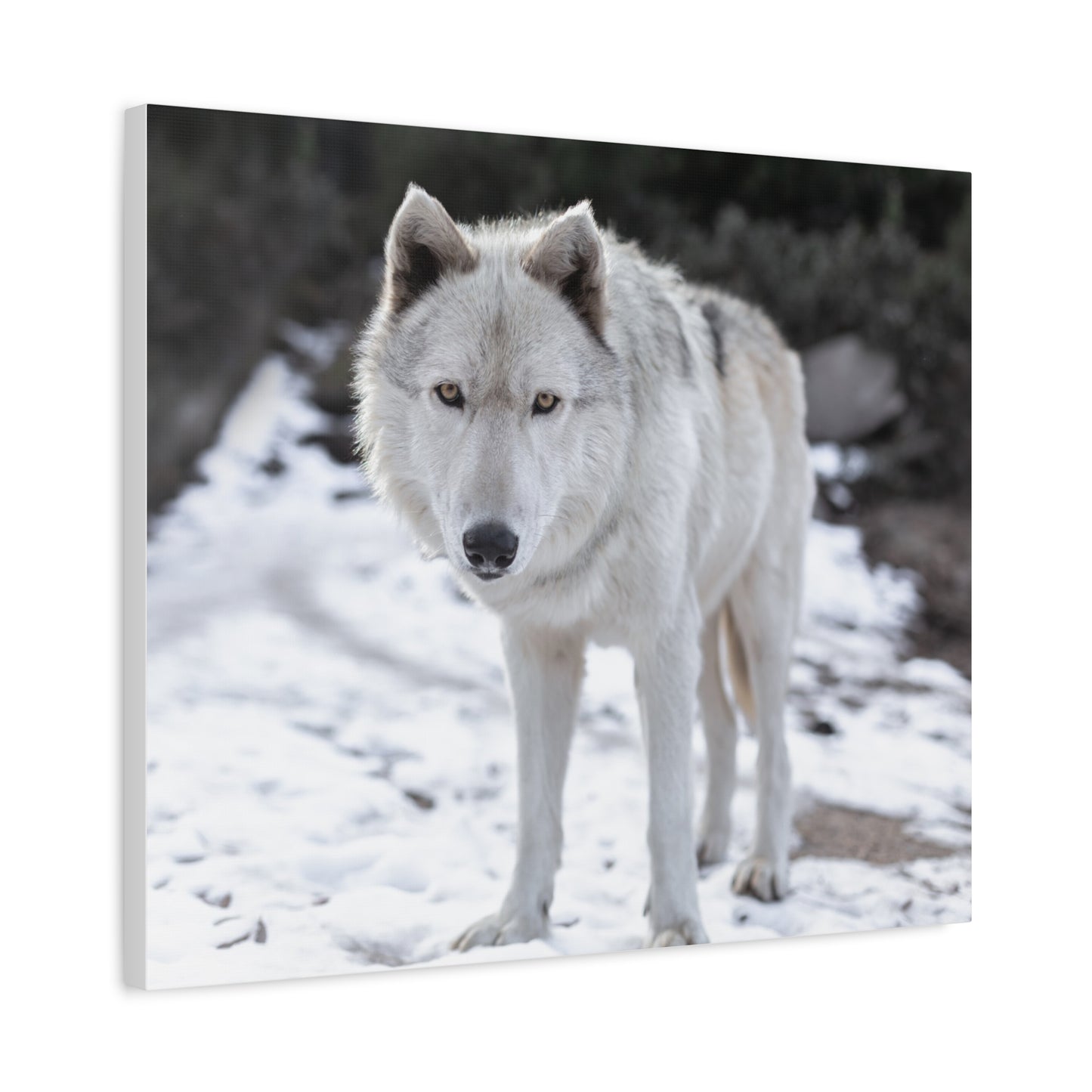 Leo Canvas Print