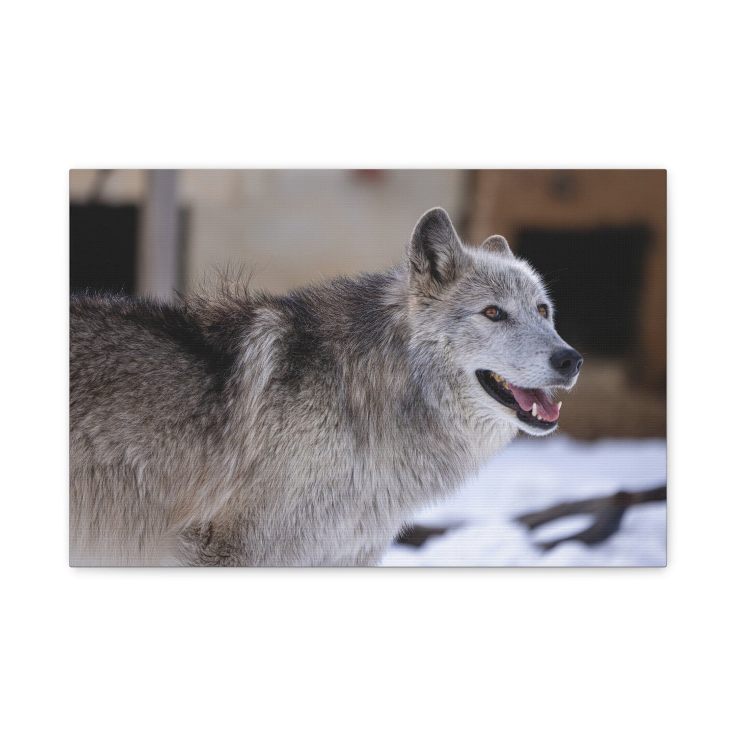 Daisy Canvas print