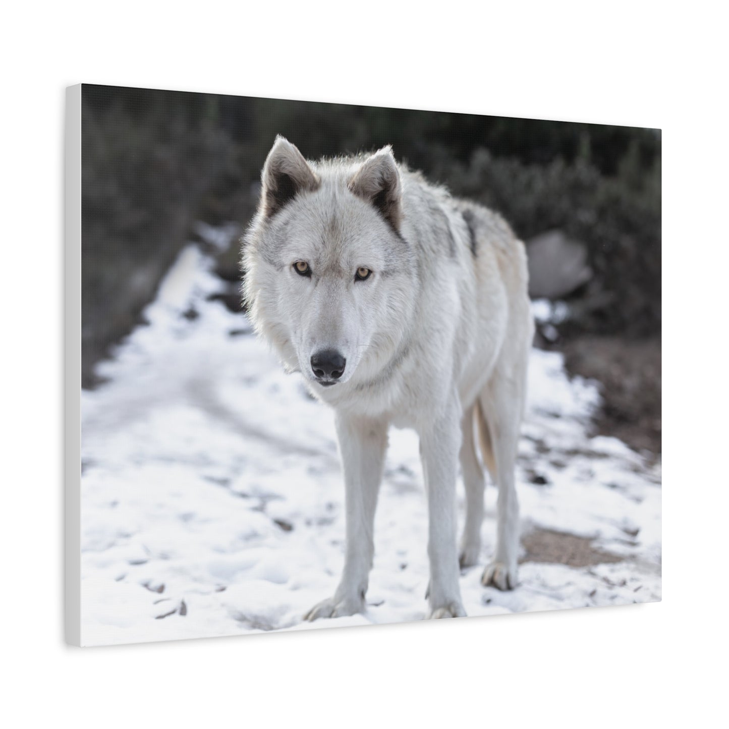 Leo Canvas Print