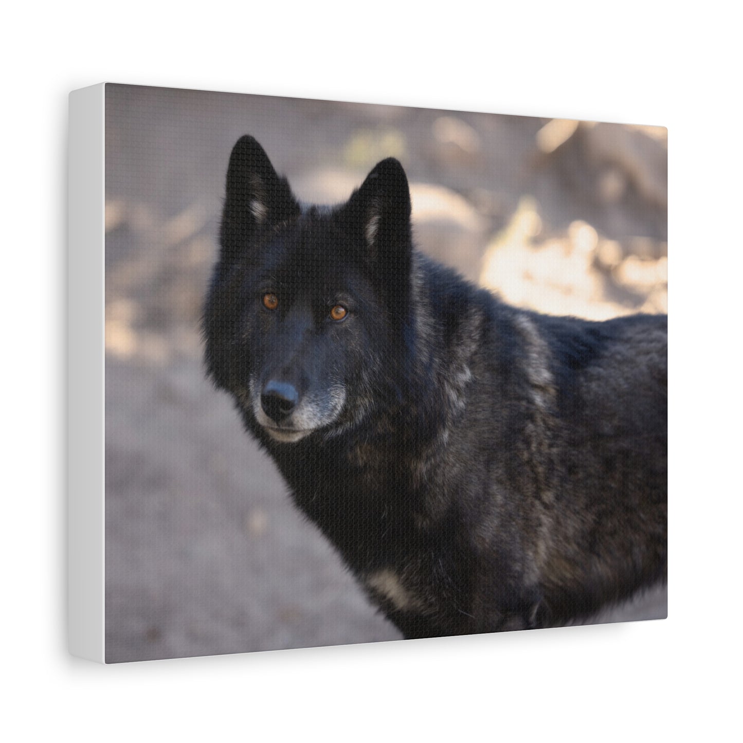 Lakota Canvas Print