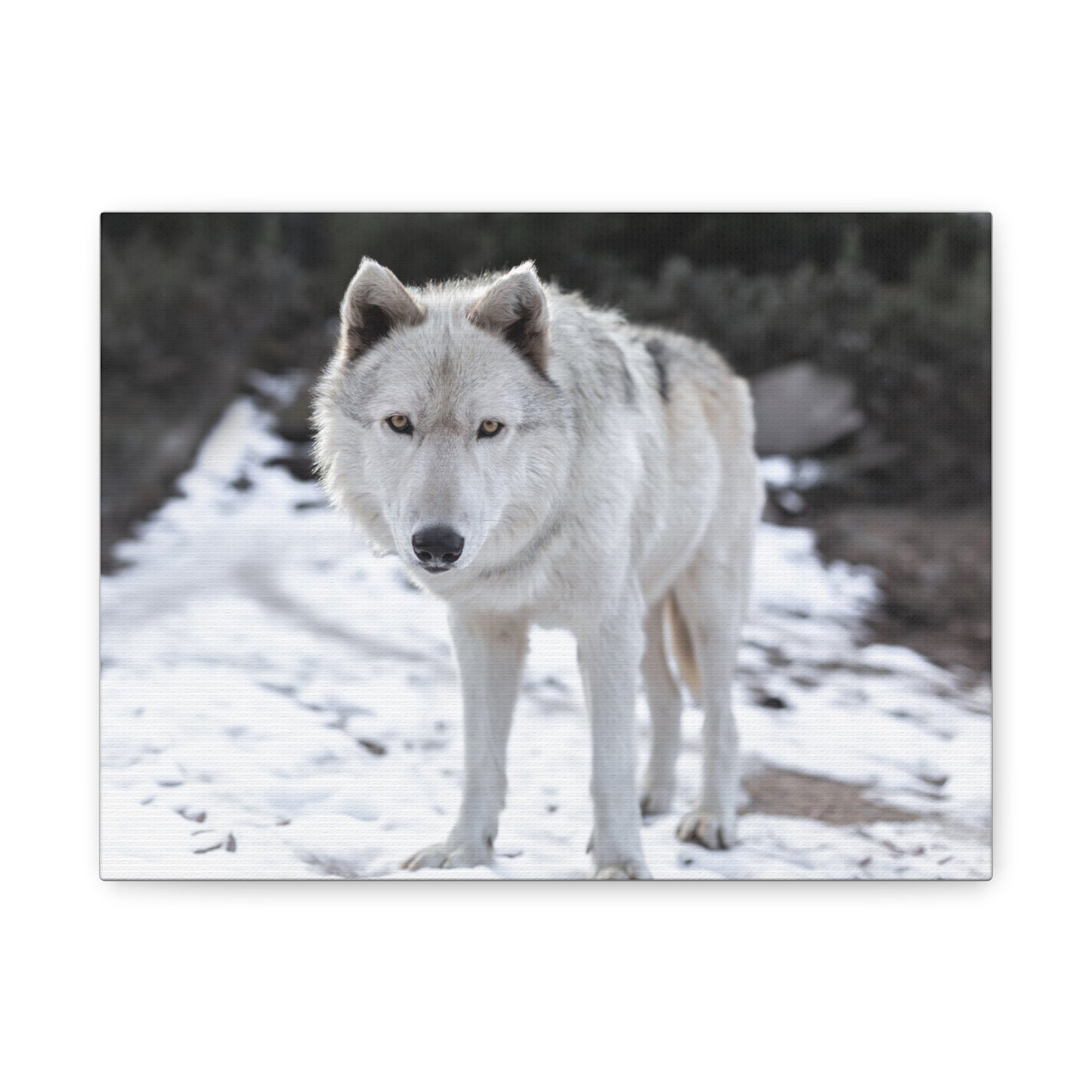 Leo Canvas Print