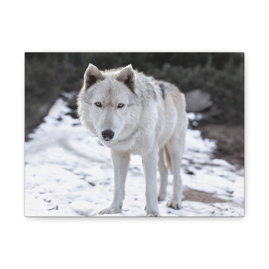 Leo Canvas Print
