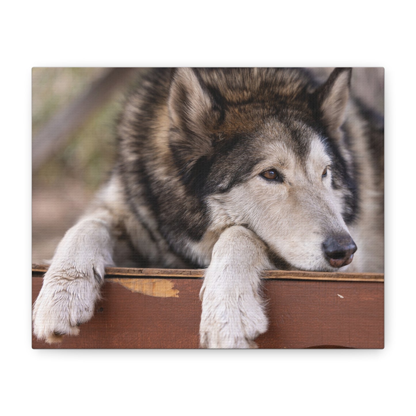 Wolfee Canvas Print