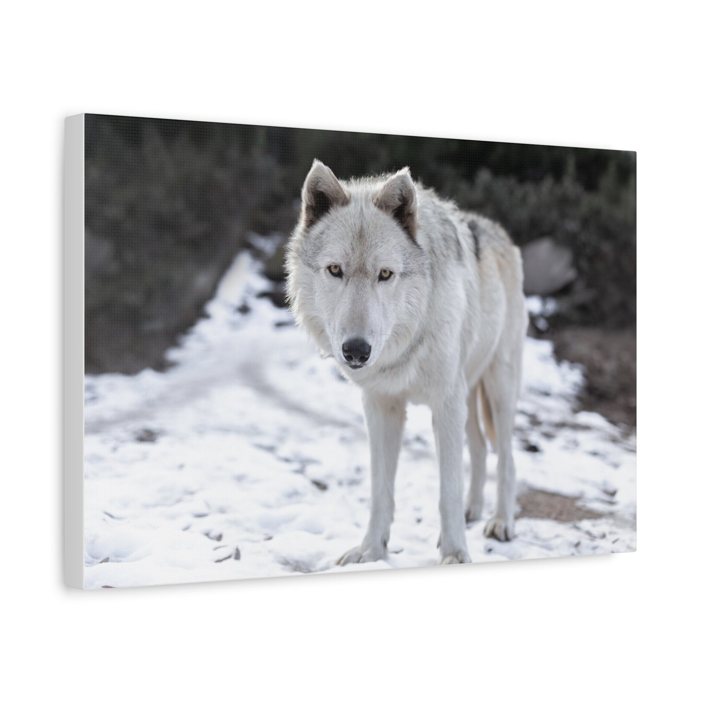 Leo Canvas Print